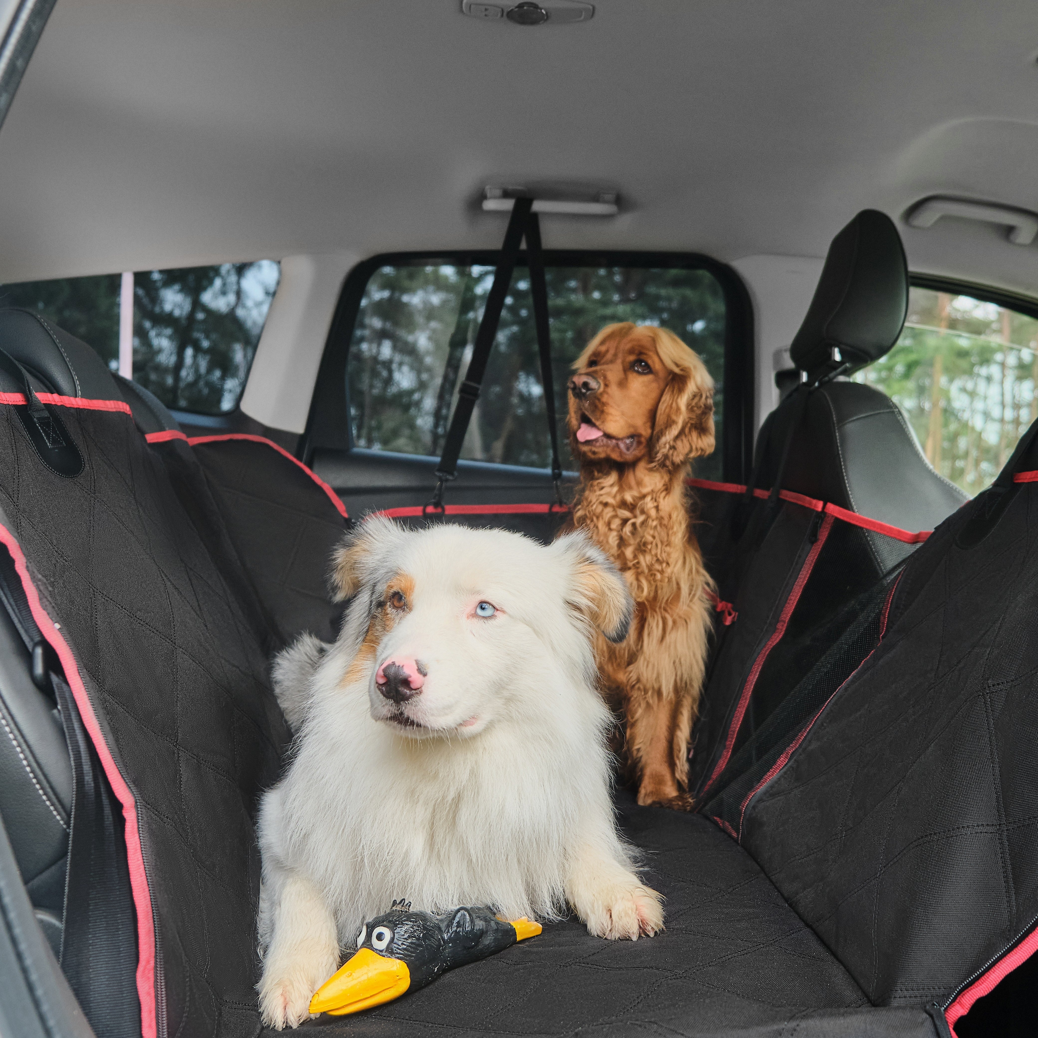 Are Heated Seat Covers Pet-Safe? What Dog Owners Should Know
